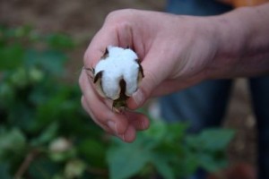 Produits bio et équitable pour bébé