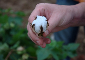 Le coton bio